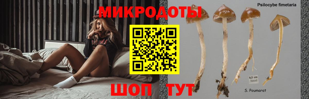 Галлюциногенные грибы Psilocybe Когалым